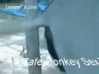 Big mustang with a gigantic wang